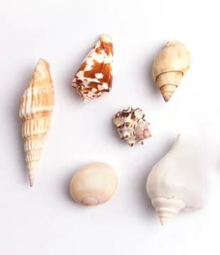Seashell collection on the white background Stock Photos