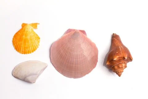 Seashell collection on the white background Stock Photos