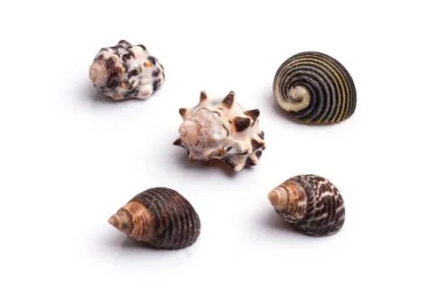 Seashell collection on the white background Stock Photos