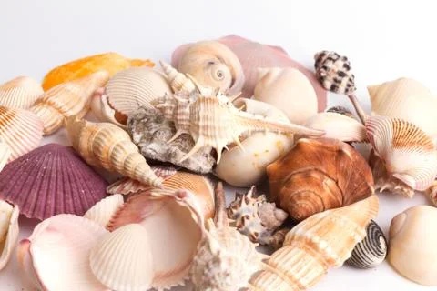 Seashell collection on the white background Stock Photos