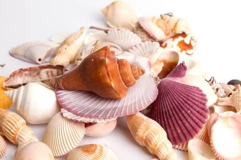 Seashell collection on the white background Stock Photos