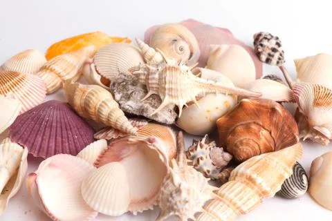 Seashell collection on the white background Stock Photos