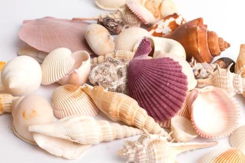 Seashell collection on the white background Stock Photos