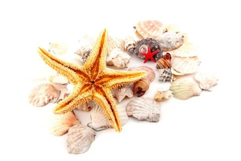 Seashell collection on white or isolated Stock Photos