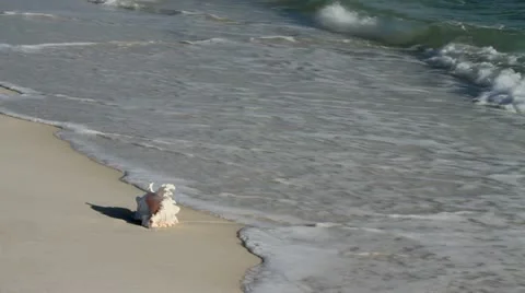 Seashell Collectors Stock Footage 10871071