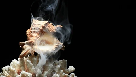 Seashell coral smoke dark background nobody hd footage Stock Footage 105541493