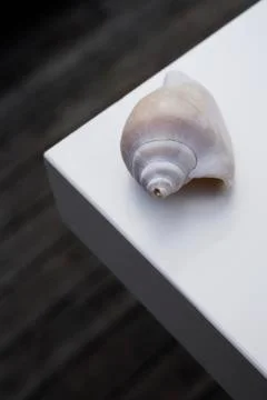 Seashell on corner of white table Stock Photos