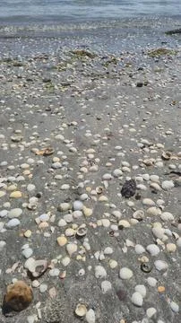 Seashell Covered Beach Sand at Low Tide Stock Photos
