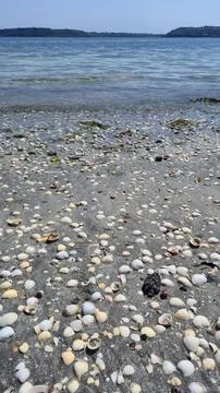 Seashell Covered Sandy Beach at Calm Seashore Stock Photos