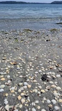 Seashell Covered Sandy Beach at Calm Shoreline Stock Photos