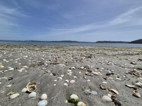Seashell covered sandy beach under blue sky Stock Photos