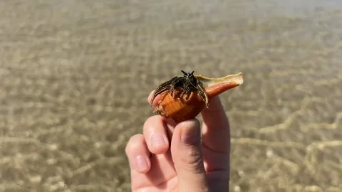 Seashell with Crab, Beach Adventure Stock Footage 287954528