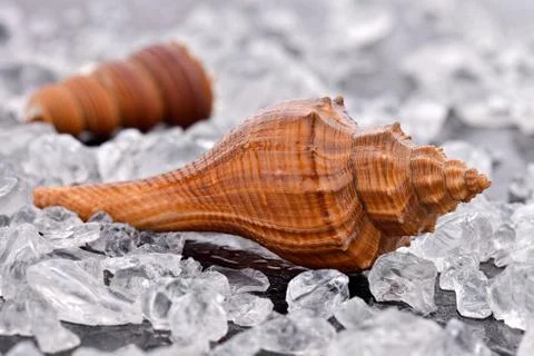 Seashell with crushed ice Stock Photos
