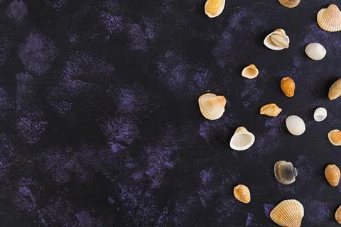 Seashell on dark background. Top view Stock Photos