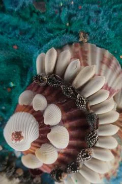 Seashell decoration on blue sand background Stock Photos