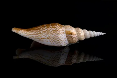 Seashell Decoration Stock Photos