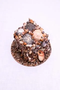 Seashell decorations Stock Photos