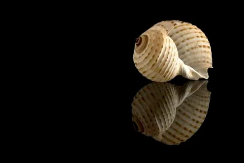 Seashell Design with Copy-space Stock Photos