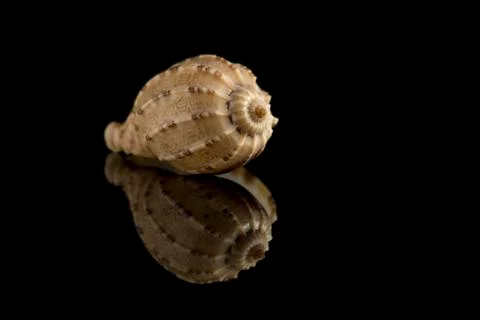 Seashell Design Stock Photos