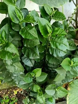 Seashell Devils Backbone Plant Stock Photos