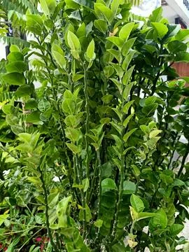 Seashell Devils Backbone Plant Stock Photos