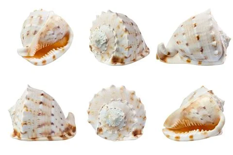 Seashell in different angles isolated on white Stock Photos