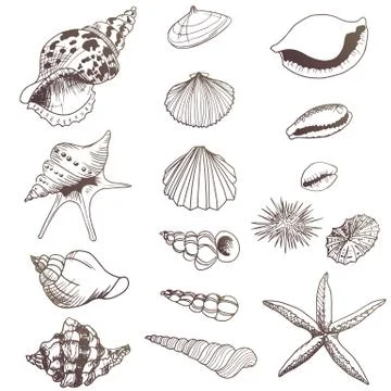 Seashell doodles illustration Stock Illustration