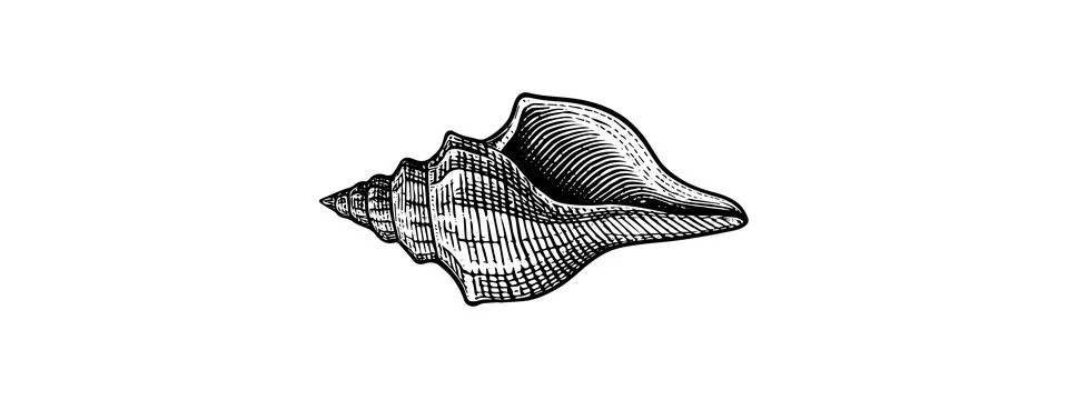 Seashell Drawing Vector – Elegant Coastal Illustration for Logos Stock Illustration