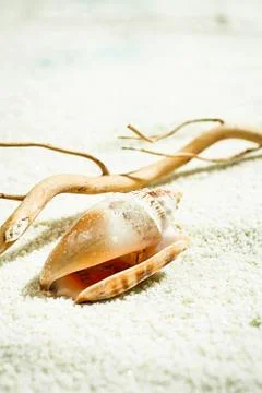 Seashell with drift wood Stock Photos