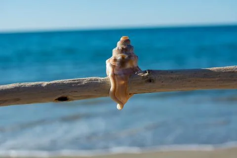 Seashell on Driftwood by the Ocean 库存照片