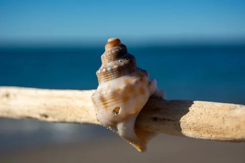 Seashell on Driftwood by the Ocean 写真素材