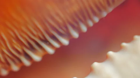 Seashell edges abstract Stock Footage 195286609