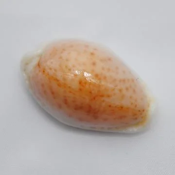 Seashell Erosaria Boivinii Cuatoni Stock Photos