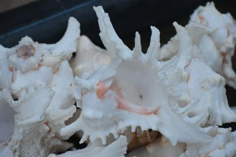 Seashell evicted from ocean Stock-Fotos