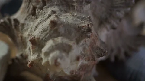 Seashell extreme close up Stock Footage 85880489