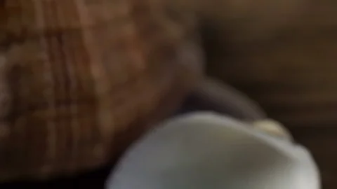 Seashell extreme close up Stock Footage 85969574