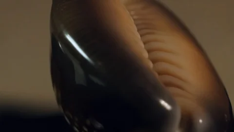 Seashell extreme close up HD stock footage. A Seashell in true macro close up Stock Footage 101103282