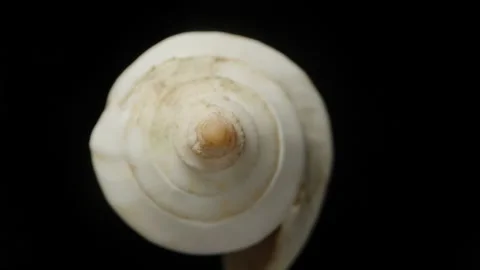 Seashell extreme macro, zoom. Slow fall. Isolated black background. Rotation. Stock Footage 220677082