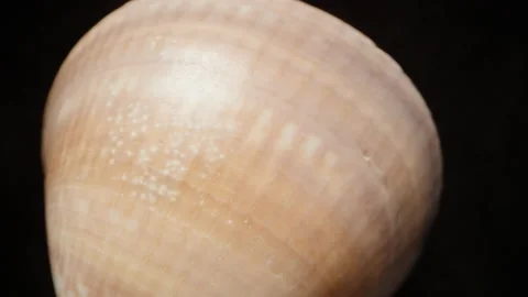 A seashell extreme macro, zoom. Slow fall. Isolated black background. Rotation. Stock Footage 220853229