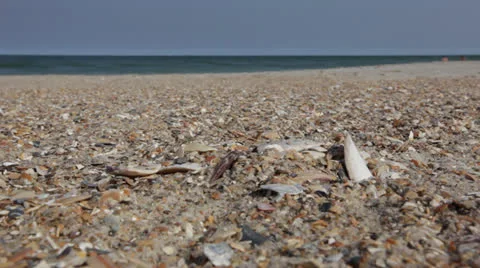 Seashell find 3 -st Stock Footage 24588786