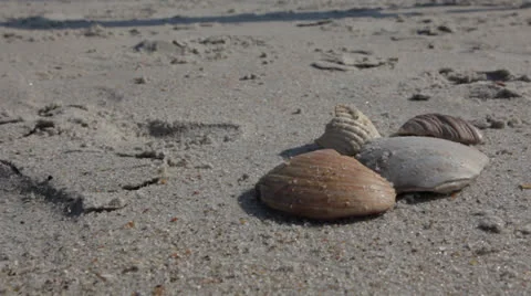 Seashell find -st Stock Footage 24588606