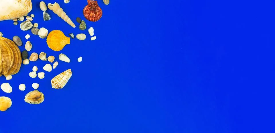 Seashell flat lay composition on a blue background with copy space, top view  Stock Photos