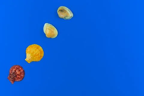 Seashell flat lay pattern composition on a blue background, copy space and to Stock Photos