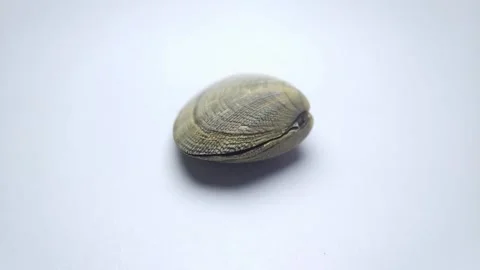 Seashell flat side rotate 004 Stock Footage 332236825