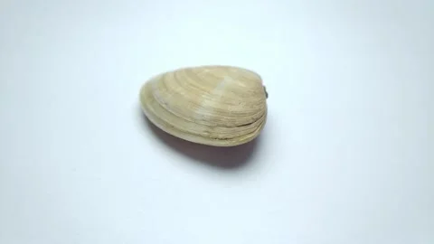 Seashell flat side rotate 006 Stock Footage 332237002