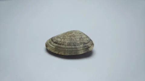 Seashell flat side rotate 065 Stock Footage 332256551