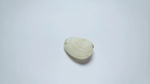 Seashell flat side rotate 075 Stock Footage 332256897