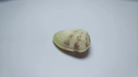Seashell flat side rotate 083 Stock Footage 332257038
