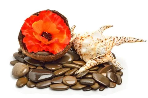 Seashell, flower in coconut shell on pebbles for spa Stock Photos