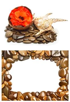 Seashell, flower in coconut shell on pebbles for spa Stock Photos